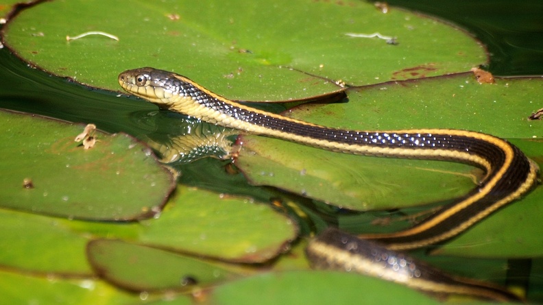 Aquatic garter snake (Thamnophis atratus)